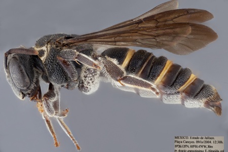 [Eulonchopria punctatissima female (lateral/side view) thumbnail]